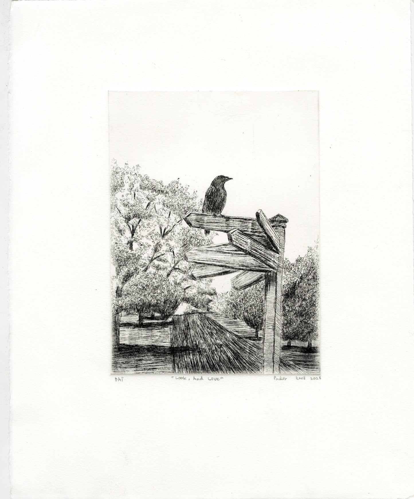 Prints by Packer Knell